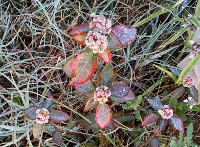 [Five different small plants with red rimmed green leaves. In the center of each is a 